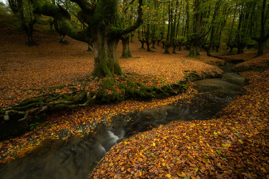 Autumn landscape at Otzarreta,s beech forest, Vizcaya (Spain)
