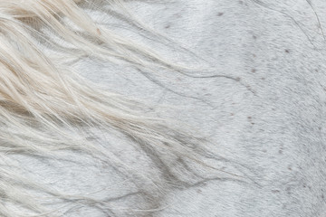 Forelock of a white horse.