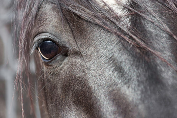 Eye of a horse closeup