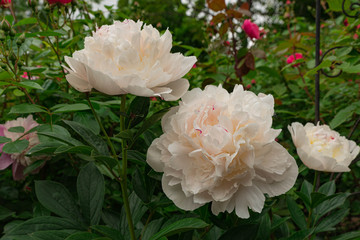 凛と白く咲く花