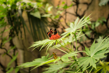Mariposas naranjas sobre una planta
