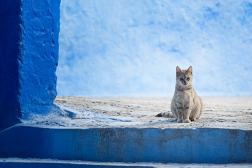 Cat in the medina of Chefchaouen.