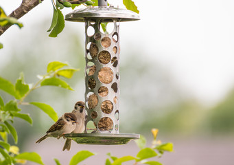 Zwei Spatzen sitzen am Meisenknödel-Halter