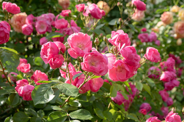 ローズガーデンに咲く