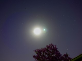 tree and moon in nights of Sydney 