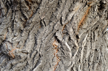 texture of an old tree in a forest