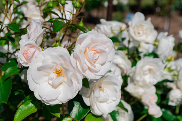ローズガーデンに咲き誇る