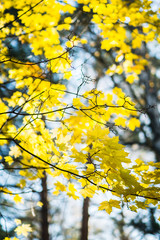 Maple's branches with beautiful golden leaves. Selective focus.
