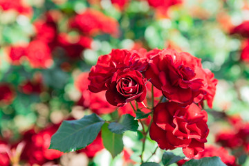 ローズガーデンに咲き誇る