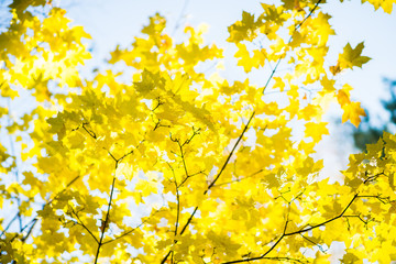 Maple's branches with beautiful golden leaves. Selective focus.