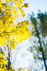 Maple's branches with beautiful golden leaves. Selective focus.