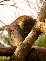 Koala sleeping against a branch