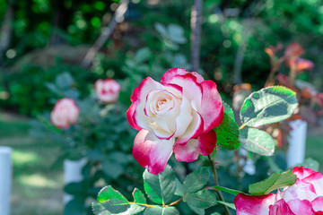 ローズガーデンに咲き誇る