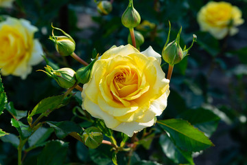 ローズガーデンに咲き誇る