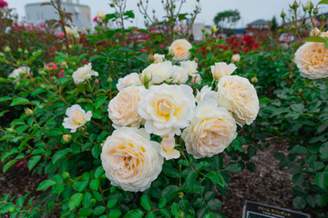 ローズガーデンに咲き誇る