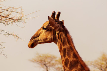 Wild african animals. Closeup  South African giraffe or Cape giraffe.