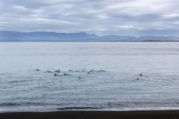Iceland, Northwest Coast, Huna Fjord, Black Sand Beach View, overcast autumn day, flock of birds...