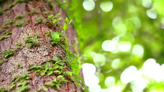 panning a parasitic vine wrapped around a tree To rely on water and sunlight for living, The concept of life depends on each other