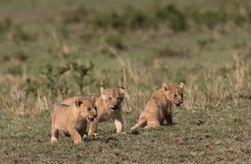 Three young lion cubs