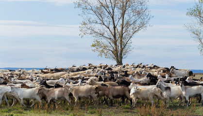 Obraz premium A herd of goats and sheep. Animals graze in the meadow. Pastures of Europe. 