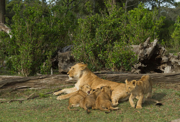 lioness nursing very young cub