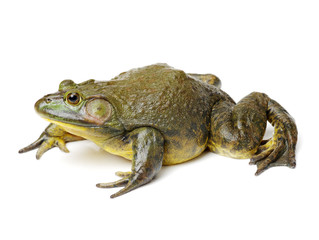 Bullfrog, Rana catesbeiana, against white background, studio shot