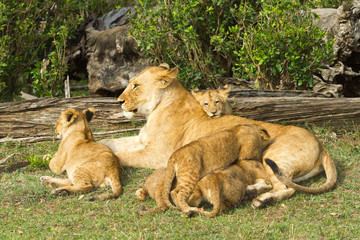 lioness nursing young cubs