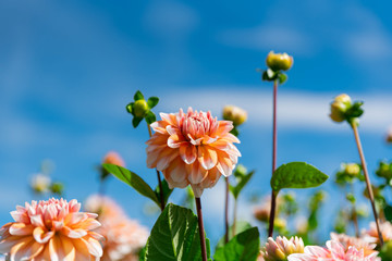 ダリアの花達