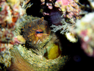 Diving Malta and Gozo