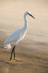 Snowy Egret (Egretta thula thula) - Brasil - Mangaratiba