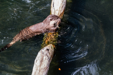 Short clawed otter swimming in his swimming hole. Auckland Zoo, Auckland, New Zealand