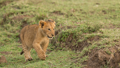 Fototapeta na wymiar lion cub playing