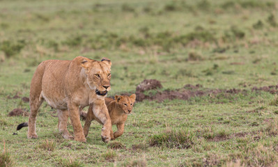 Fototapeta na wymiar lion and young cubs