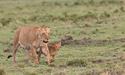 lion and young cubs