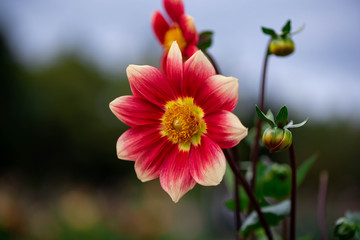 ダリアの花達