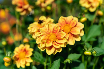 咲き誇るダリア