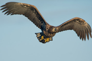 White-tailed eagle(Haliaetus albicilla)