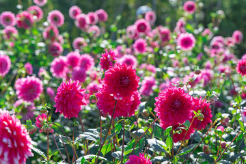 Fototapeta premium 咲き誇るダリア