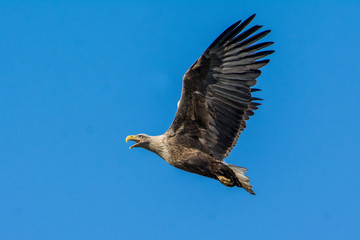 White-tailed eagle(Haliaetus albicilla)