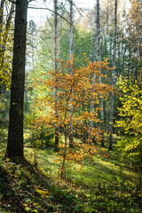 Beautiful autumn forest in the morning sunlight. Selective focus. Shallow depth of field.