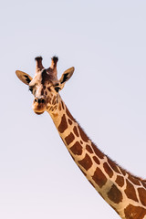 Giraffe in Nahaufnahme