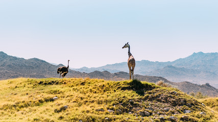 Giraffe und Strauß schauen sich an in der Wildnis