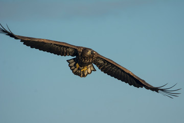 White-tailed eagle(Haliaetus albicilla)