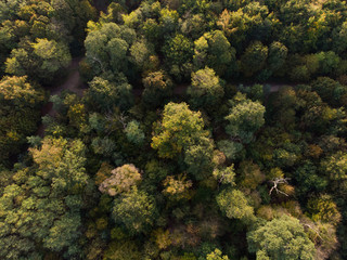 Naklejka na ściany i meble AERIAL, TOP DOWN: Flying above green autumn forest on a sunny day. Boulogne Forest