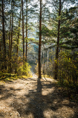 Beautiful autumn forest in the morning sunlight. Selective focus. Shallow depth of field.