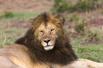 big male Lion portrait with flies