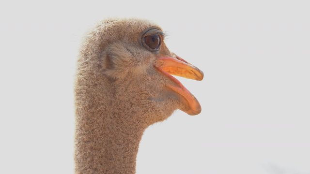 Close up of an ostrich in Namibia, Africa.	