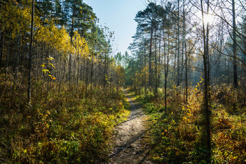 Beautiful autumn forest in the morning sunlight. Selective focus. Shallow depth of field.