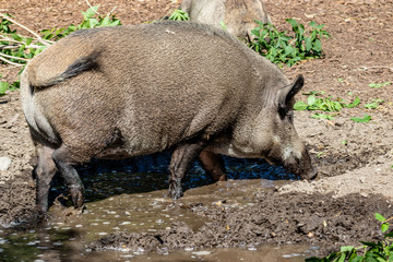 Eurasian wild boar playing in the mud. Calgary Zoo, Calgary, Alberta, Canada