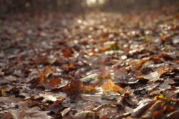 Autumn road in a sunny forest covered with brown leaves
